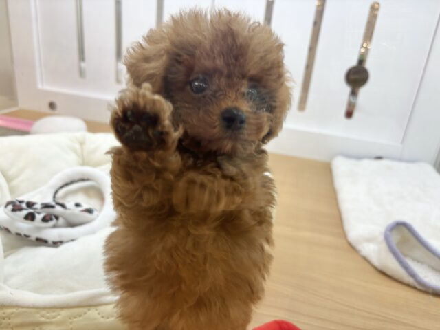 トイプードル