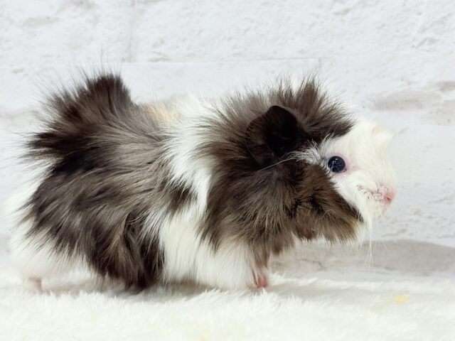 アビシニアンモルモット