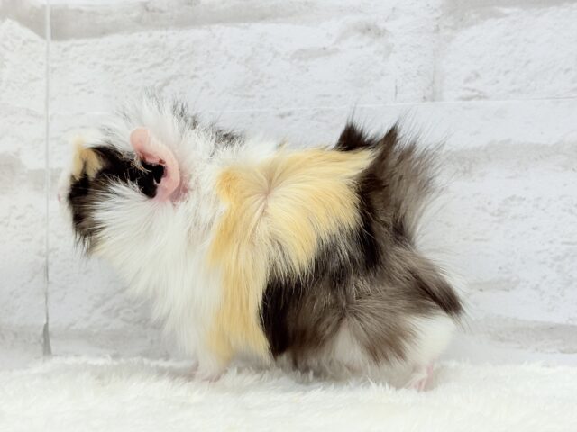 アビシニアンモルモット