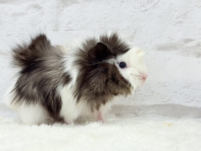 アビシニアンモルモット