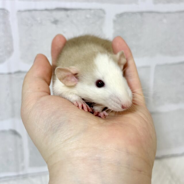 ファンシーラット