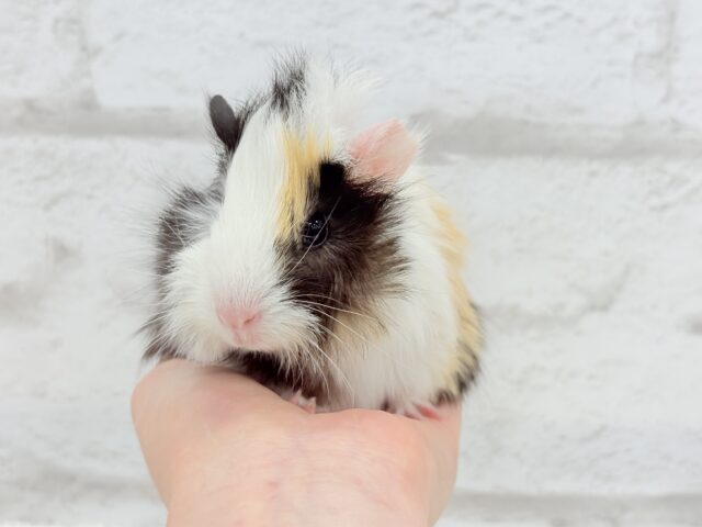 アビシニアンモルモット