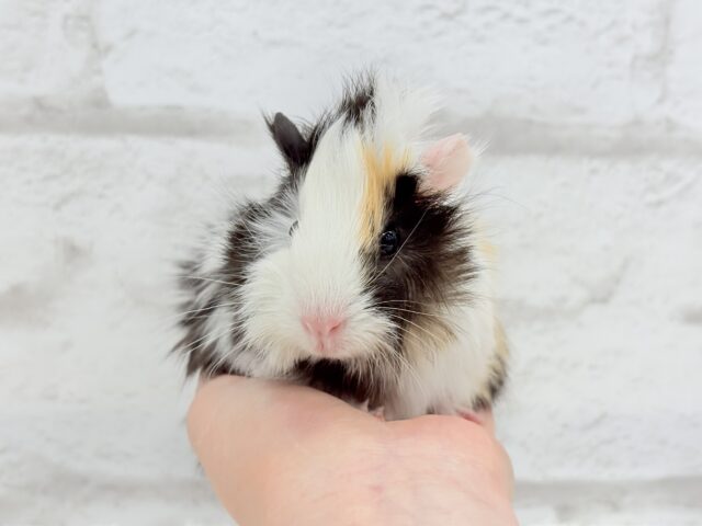 アビシニアンモルモット