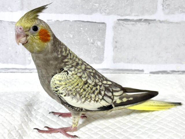 オカメインコ