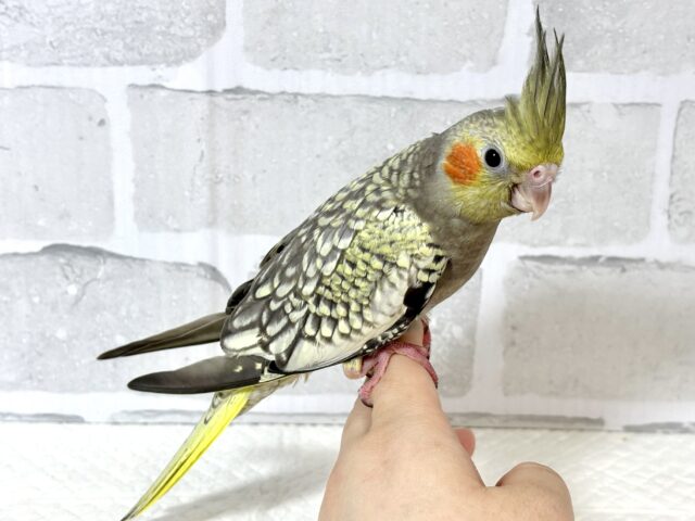 オカメインコ