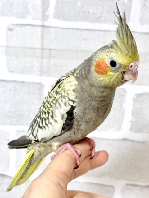 オカメインコ パール 🫧🐚 オカメインコ