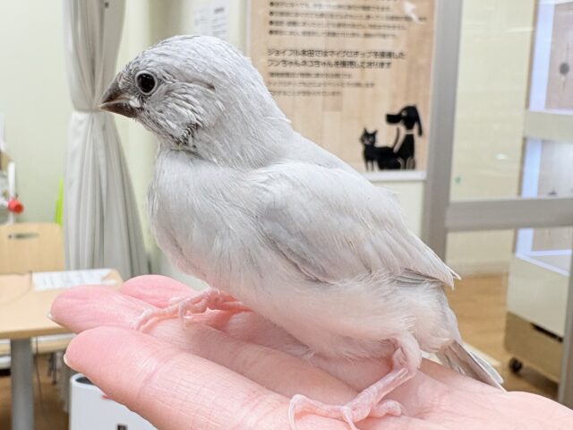 シルバー文鳥