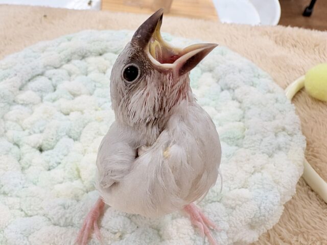 シルバー文鳥