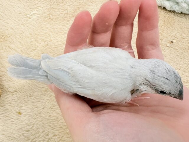 シルバー文鳥