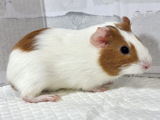 イングリッシュモルモット