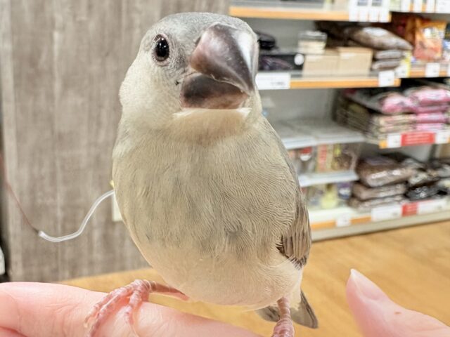 桜文鳥