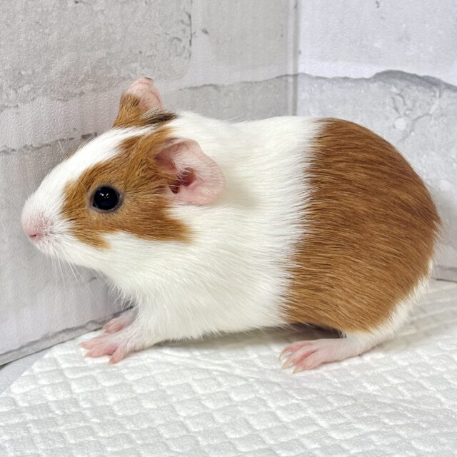 イングリッシュモルモット