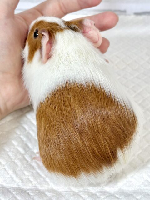 イングリッシュモルモット