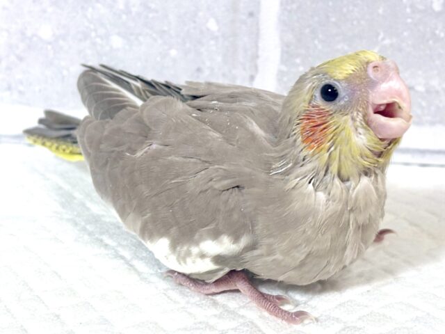 オカメインコ