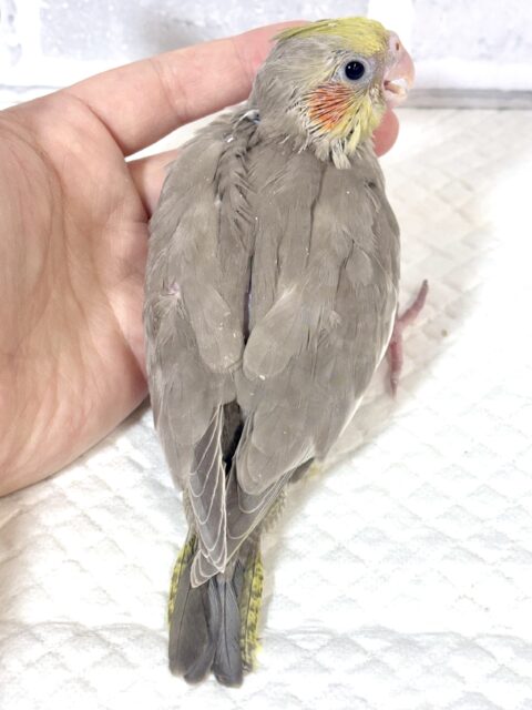 オカメインコ