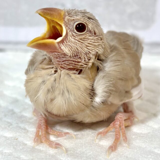 シナモン文鳥 🕊🤎🧡✧* シナモン文鳥