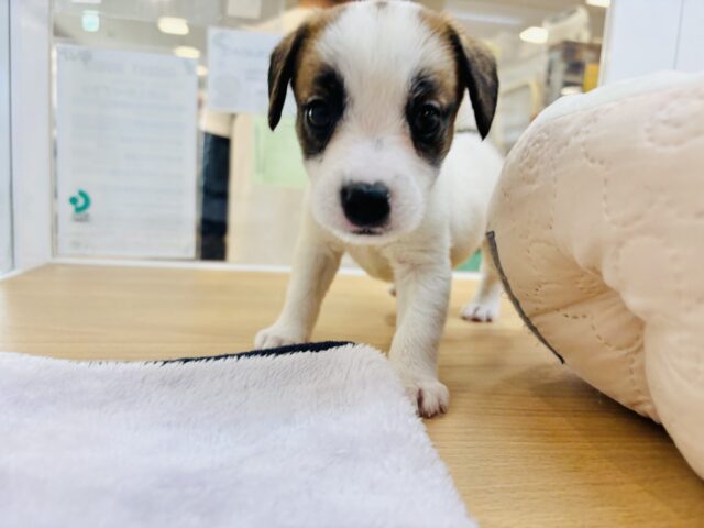 ジャックラッセルテリア