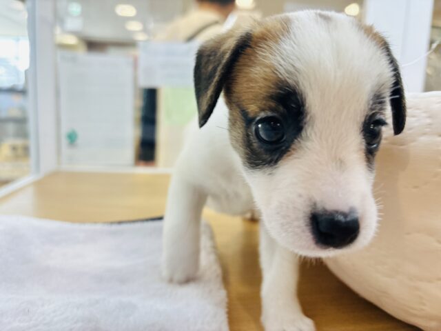 ジャックラッセルテリア