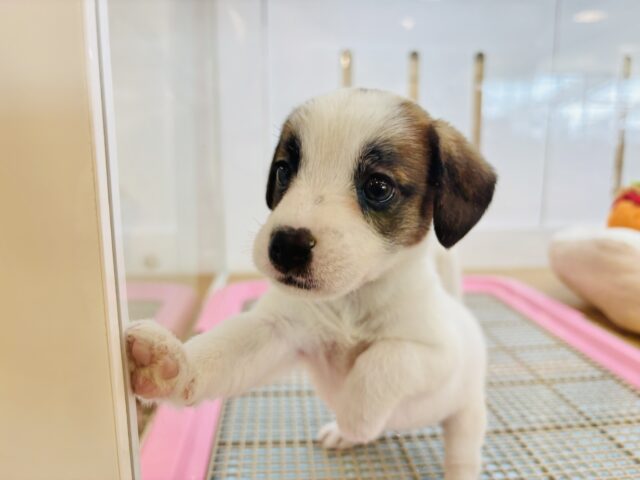 ジャックラッセルテリア