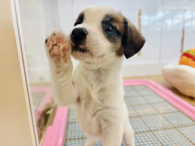 ジャックラッセルテリア