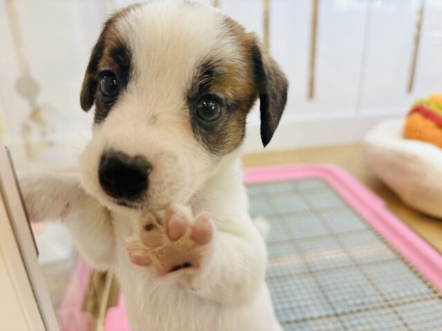 ジャックラッセルテリア