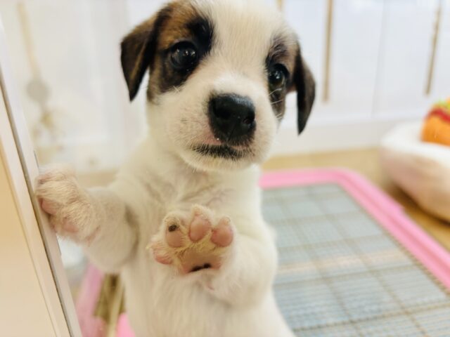 ジャックラッセルテリア