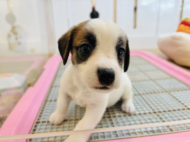 ジャックラッセルテリア