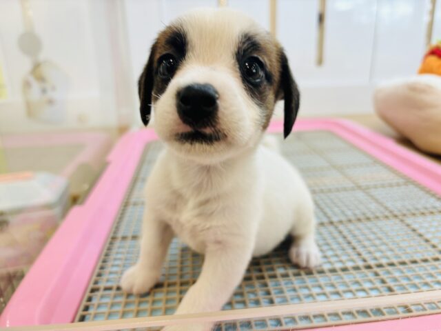 ジャックラッセルテリア