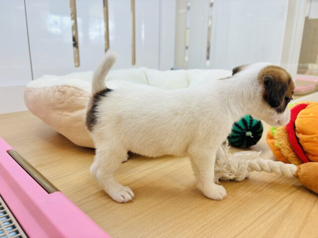 ジャックラッセルテリア