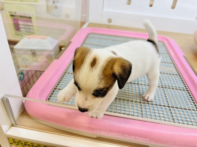 ジャックラッセルテリア