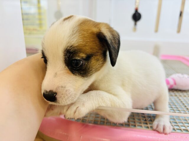 ジャックラッセルテリア