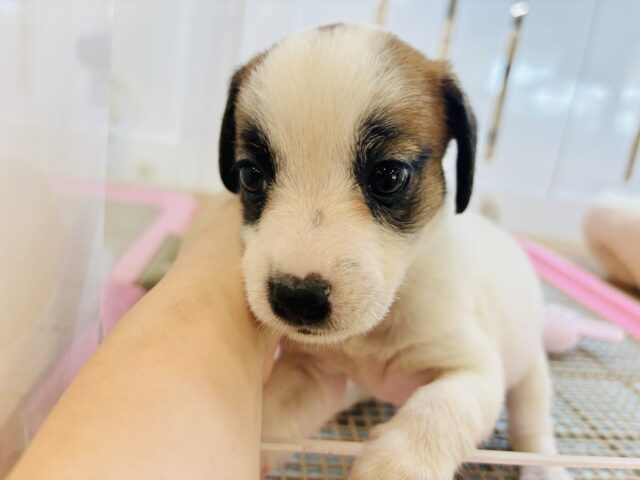 ジャックラッセルテリア