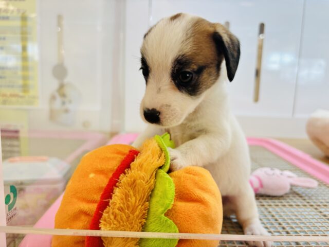 ジャックラッセルテリア