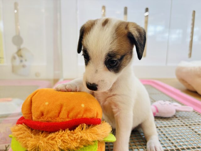 ジャックラッセルテリア