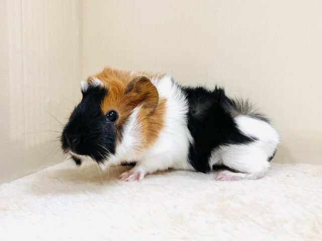 アビシニアンモルモット