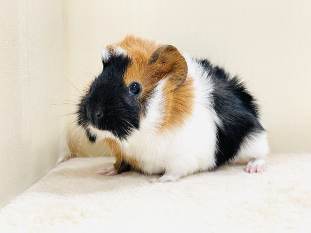 アビシニアンモルモット