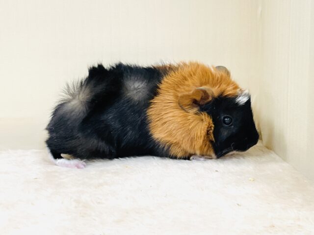 アビシニアンモルモット