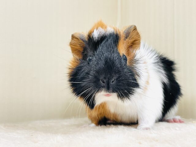 アビシニアンモルモット