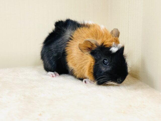 アビシニアンモルモット