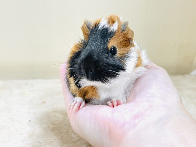 アビシニアンモルモット