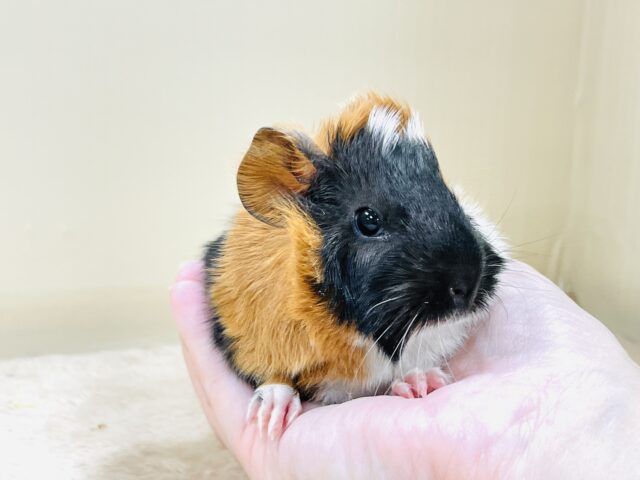 アビシニアンモルモット