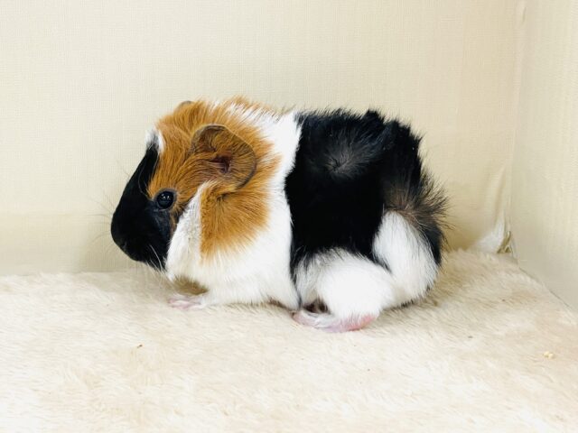 アビシニアンモルモット