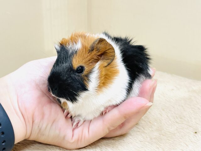 アビシニアンモルモット