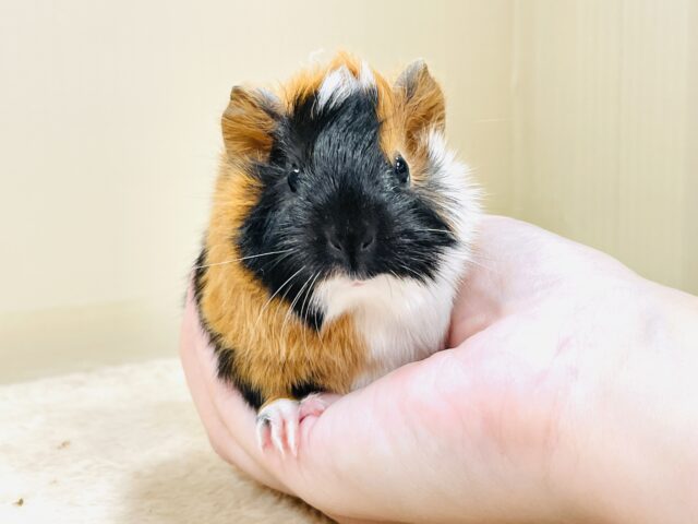 アビシニアンモルモット