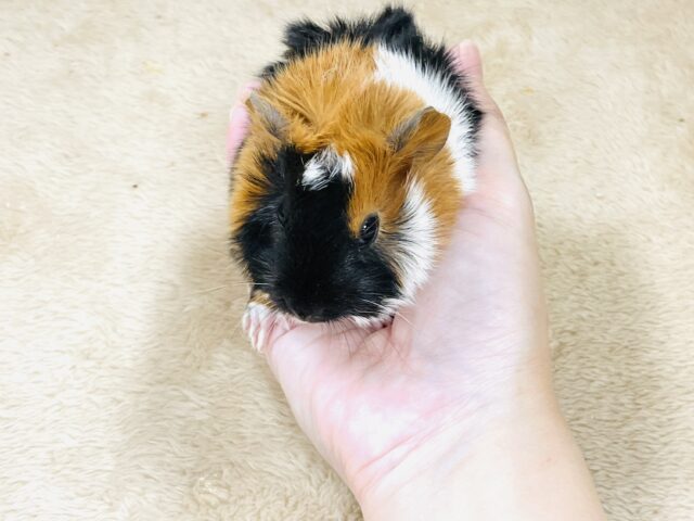 アビシニアンモルモット