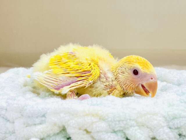 コザクラインコ（小桜インコ）