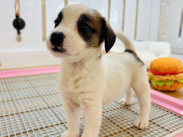 ジャックラッセルテリア