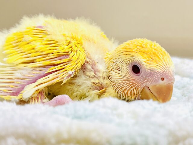 コザクラインコ（小桜インコ）