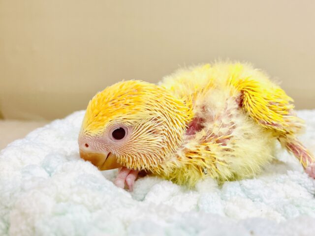 コザクラインコ（小桜インコ）