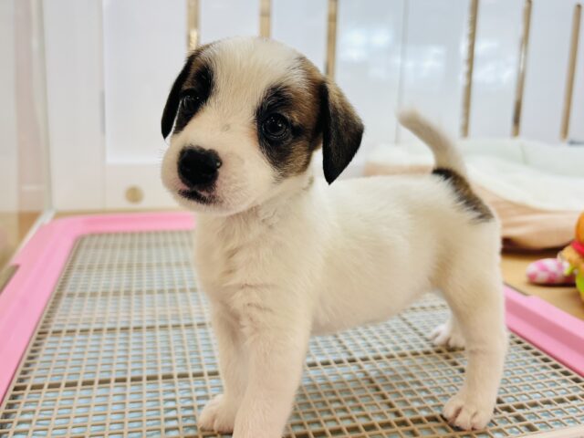 ジャックラッセルテリア